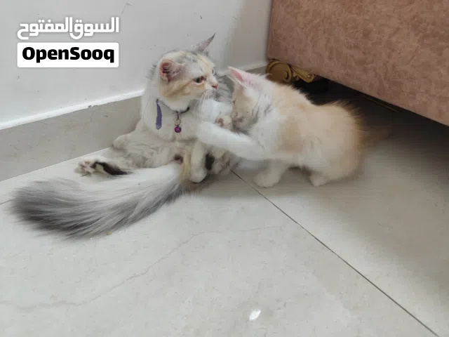 للبيع مع بعض صغير وامه