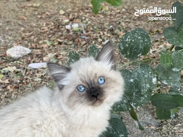 قطط هملايا + شيرازي عمر شهرين بعدهن بدون اسامي