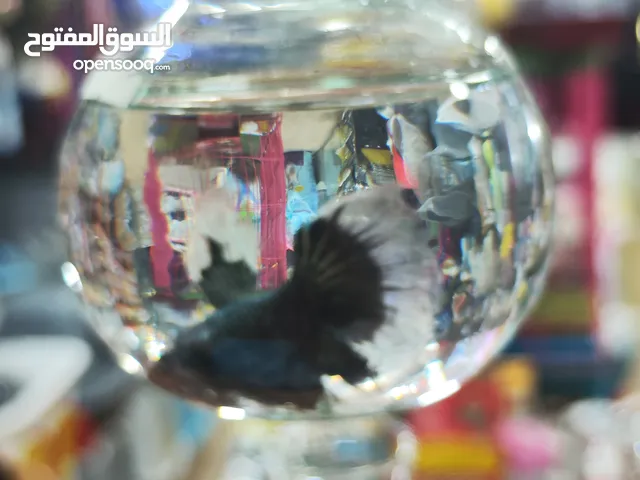 سمك الفايتر الملكي – ملك الزينة في عالم الأحواض هل تبحث عن لمسة اناقة