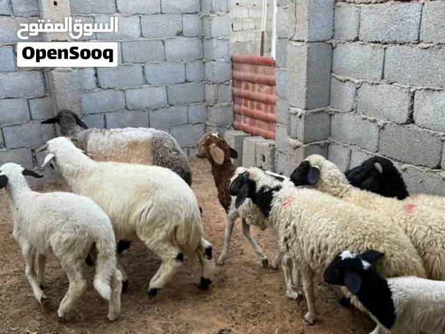 علوش بيوضي عدد 11