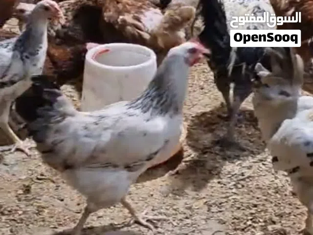 دجاج فرنسي