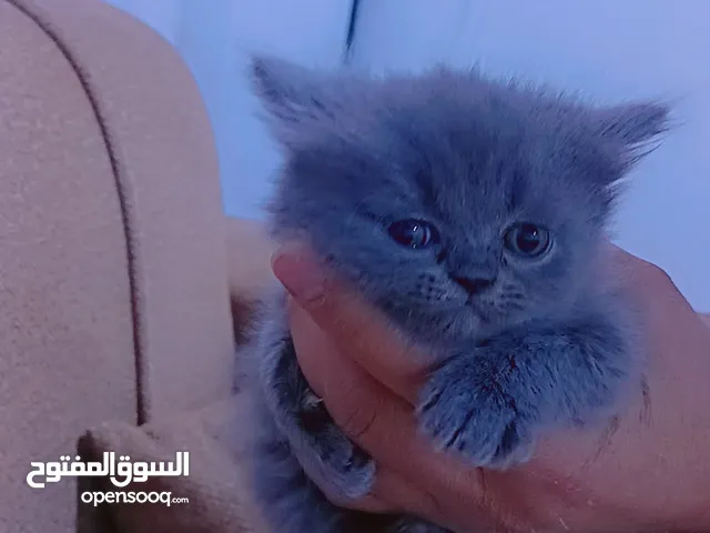 قطط عمر شهرين للبيع البصره