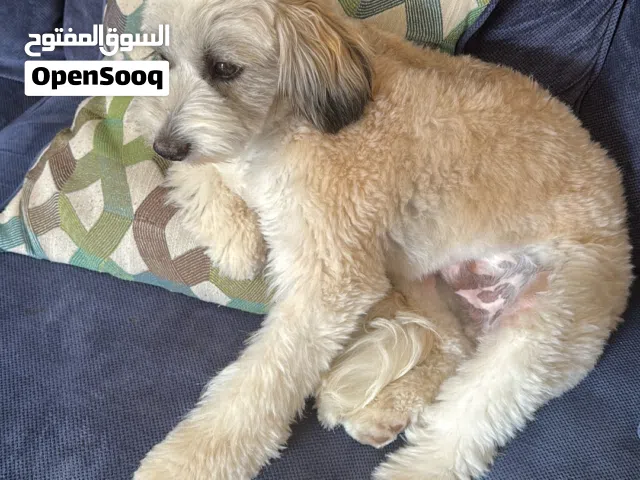 Maltese dog for sale