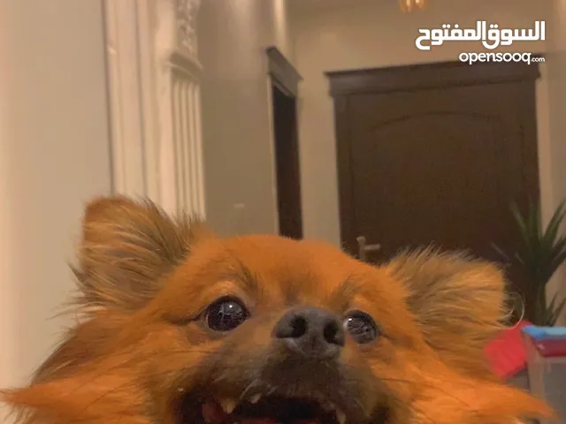 كلب بومرينيان انثى