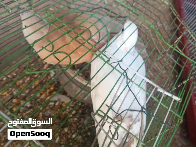 كوبيا حمام يمامه