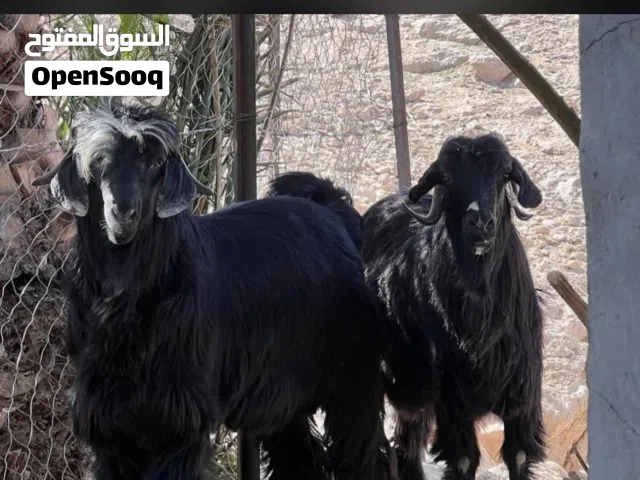 مطلوب نفس هذا الحلال