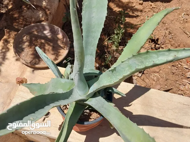 صباريات ونباتات زينة