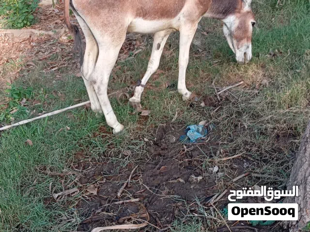 بيع حمار صحته ممتاز