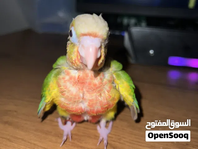فرخ كنيور اناناس