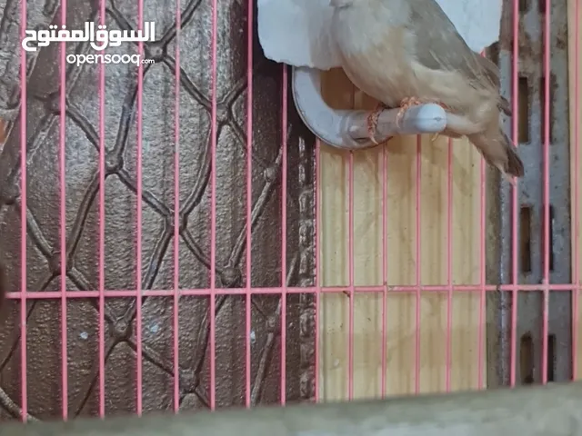 زيبرا جامبو