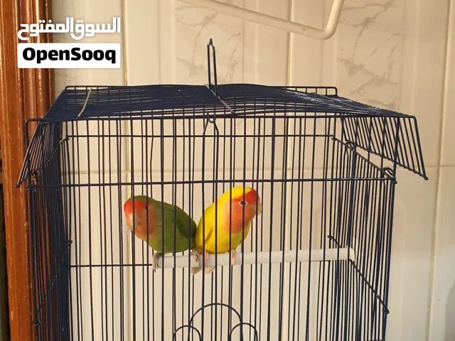 طيور حب فشر  love birds...roze birds