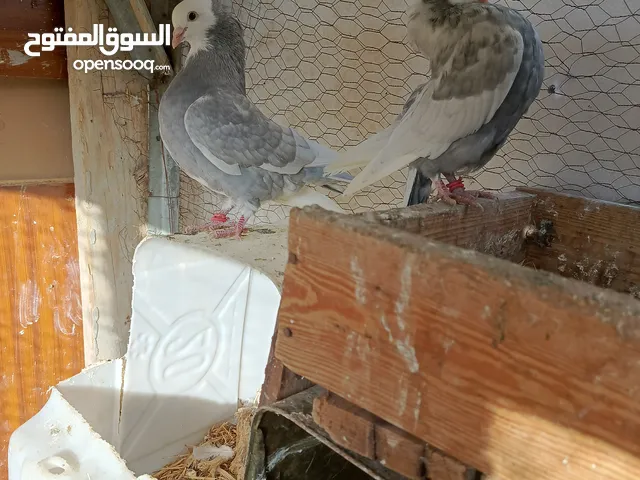 حمام زينه على هزاز للبيع