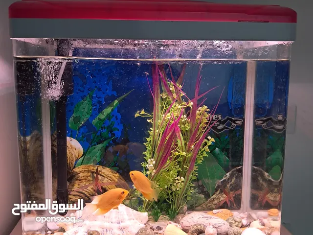 حوض أسماك كامل وبه سماكتان النوع سيفيروم ذهبية العرض 45 والارتفاع 40 والعمق 27
