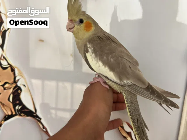 كوكتيل الله يبارك