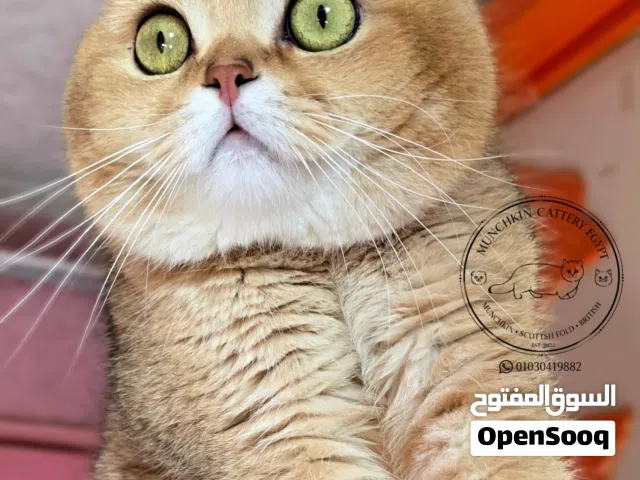 British shorthair/Scottish fold