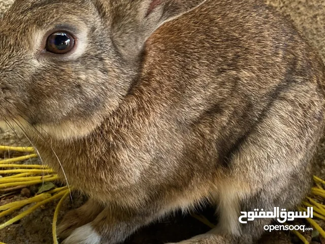 ارنب عماني بسعر معقول