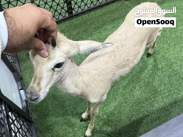 غزال الريم ذكر