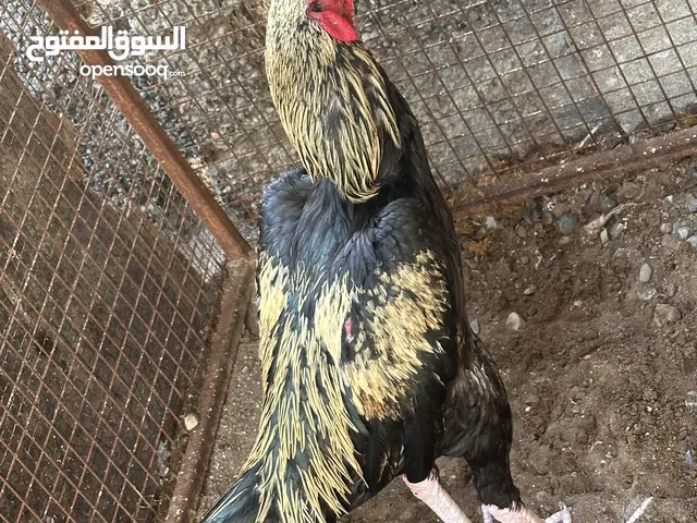 ديك باكستاني للبيع