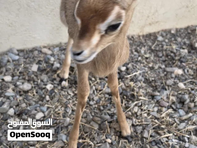 أنثى للبيع