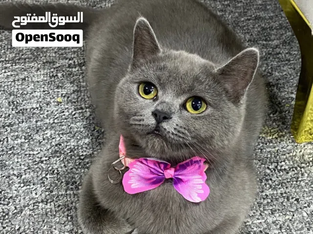 للبيع  قطتي نوع سكوتش ستريت، لونها أسود عمرها سنة، ملقّحة وصحتها جداً زينةوهالفترة طالبة تزاوج