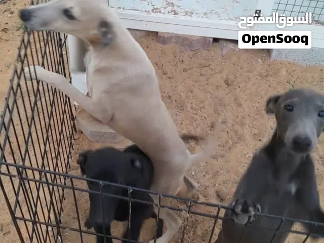 قريهاند ايطالي