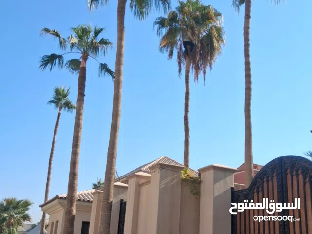 أشغال نخيل عربي واشنطني