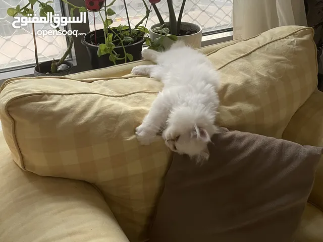 قط ذكر و أخر أنثى  العمر شهران ،، النوع برتش بيرشن