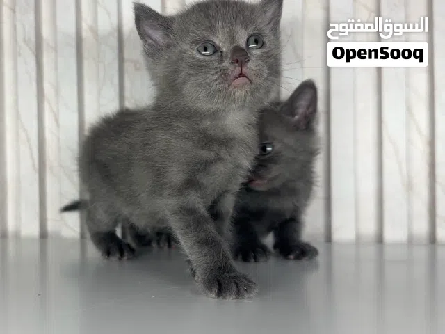 قطط بريطانية للحجز بصحه ممتازة