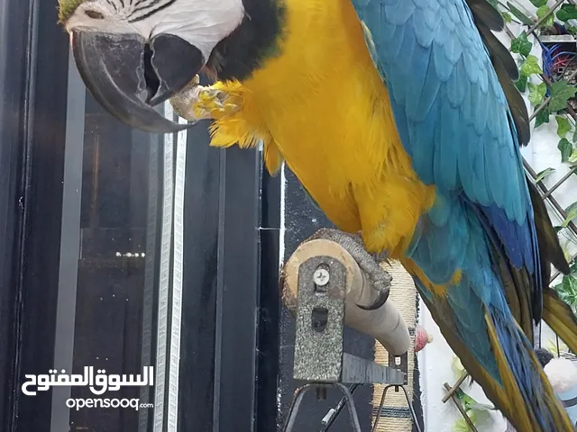 ببغاء مكاو متكلم لون مميز محجل
