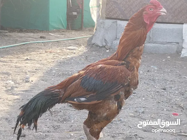 تابع الوصف