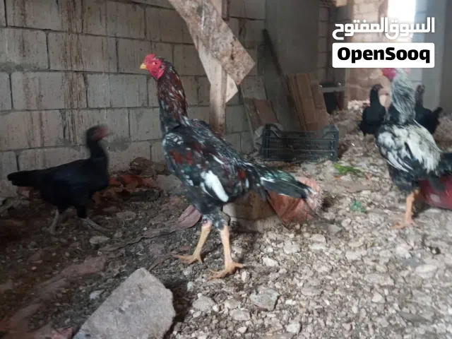 متاح بيض باكستاني الطبق
