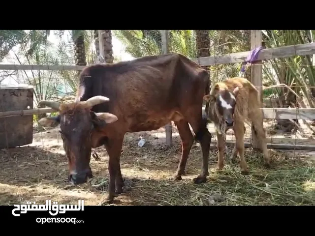 بقره بكر تحتها عجله رويانه حليب مطلوب 350