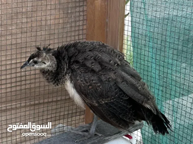 متوفر طاووس العدد 6 النوع أفريقي