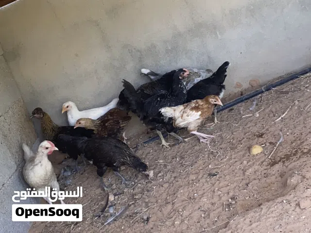 دجاج عربي للبيع