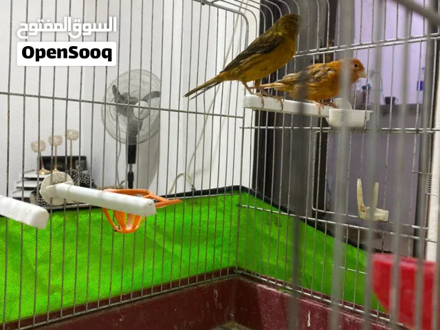 جوز نحاسي مع قفص 6 معالف 25 دينار