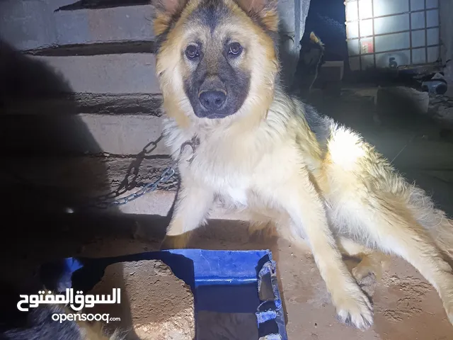 جيرمني شيبر للبدل