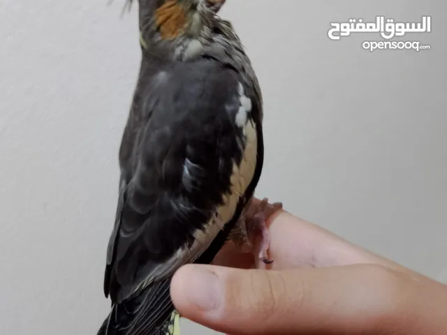 كوكتيل مروض كيف بادي ياكل بروحه