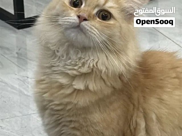 قط شرازي مع سكوتش فلود