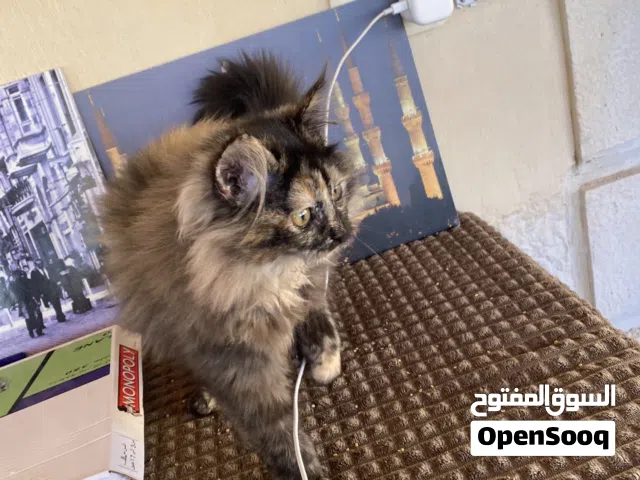 قطه لعوبه للبيع