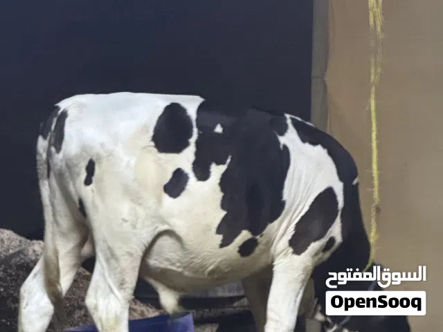 للبيع عجل .