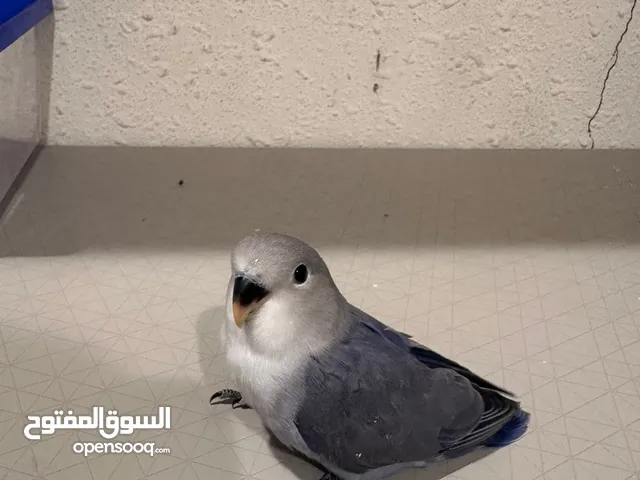 فرخ روز للبيع
