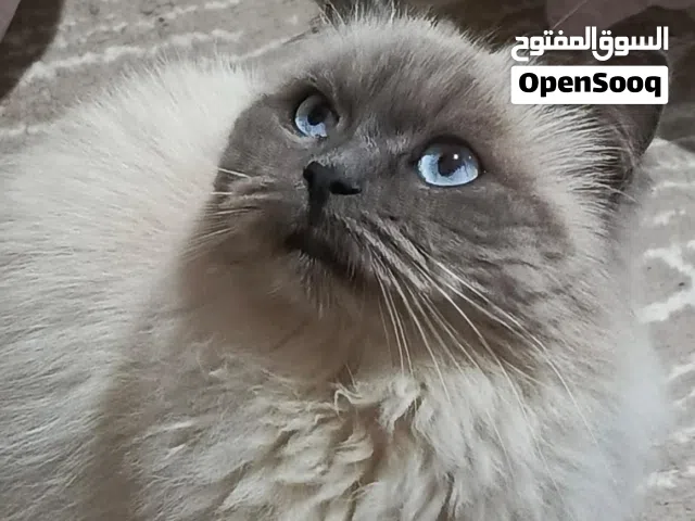 قطة هملايا انثى للتبني