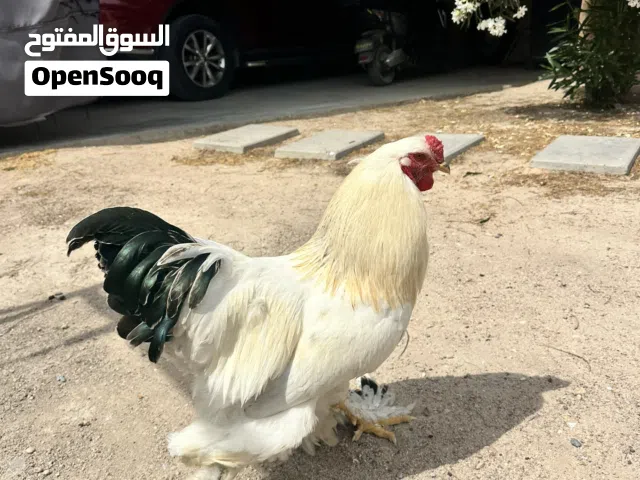 ديك براهما عمر 10 اشهر