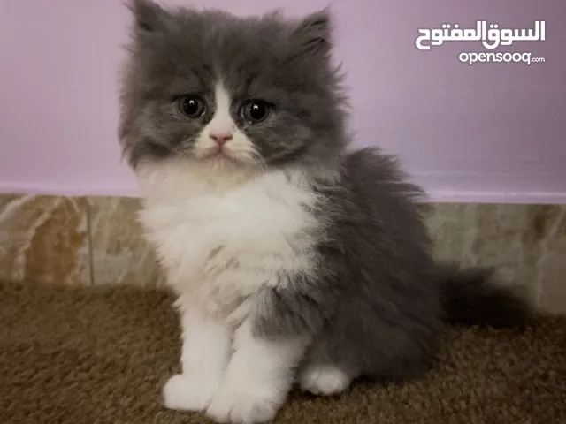 بسة سكوتش للبيع