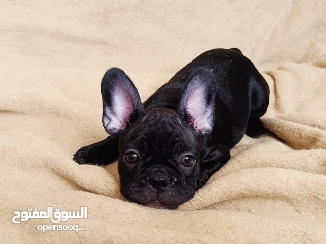 French bulldog puppies 2 months