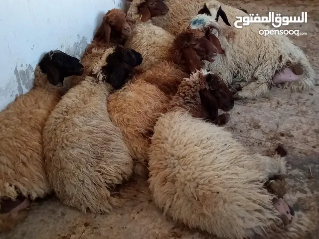 للبيع المستعجل 8 عبر وخروفين بلدي سعررر حرررق