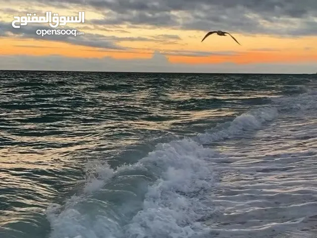 شذى سامي ابو رحمة