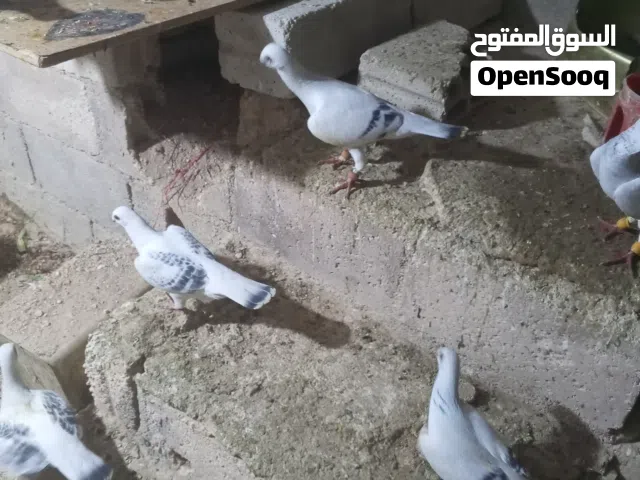 خمس جواز شفار نغل عاليات شرعات موجودات بالرصيفة