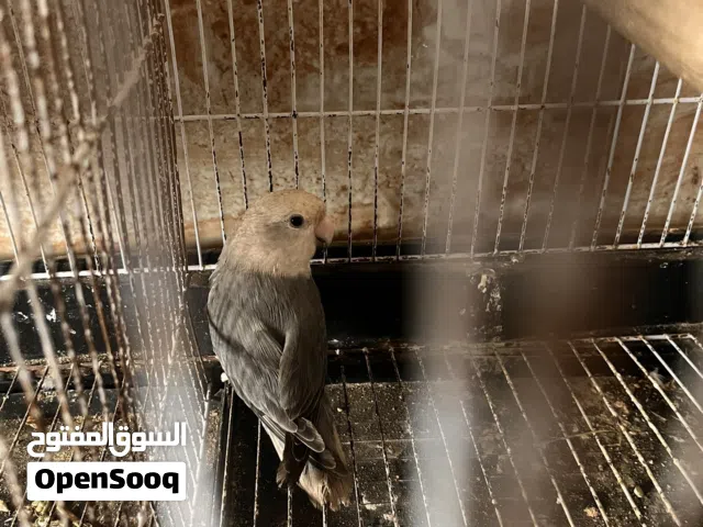 أنثى روز للبيع