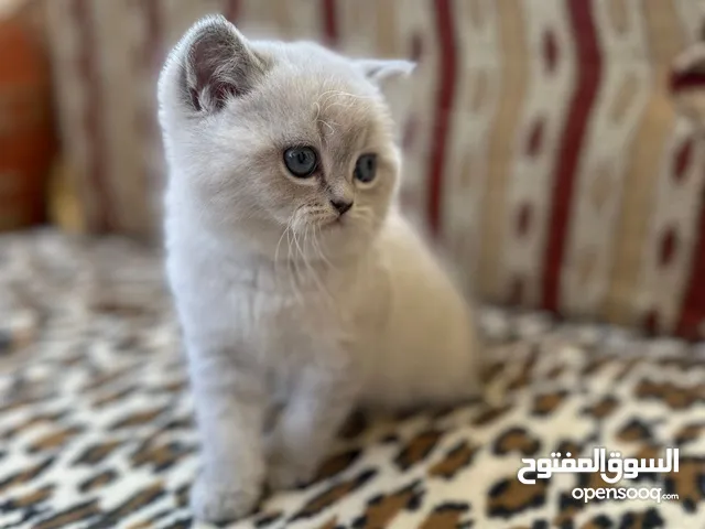 قطه سكوتش ستريت مكس هيمالايا